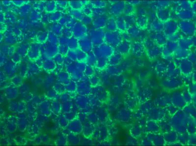 Immunohistochemistry (Frozen sections) - Anti-Mitotic Cells antibody [8B3G] (AB8956)