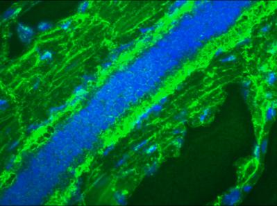 Immunohistochemistry (Frozen sections) - Anti-Mitotic Cells antibody [8B3G] (AB8956), expandable thumbnail