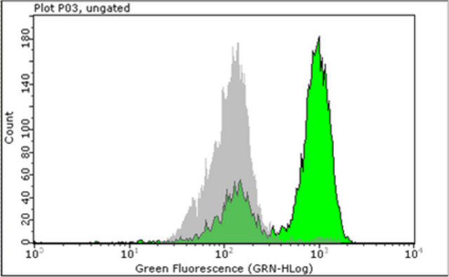 Flow Cytometry (Intracellular) - Anti-Mitotic proteins antibody [MPM-2] (AB14581)