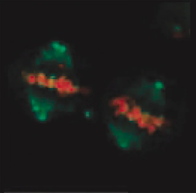 Immunocytochemistry - Anti-Mitotic proteins antibody [MPM-2] (AB14581)