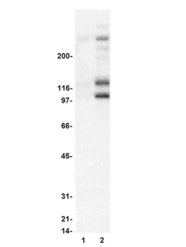 Western blot - Anti-Mitotic proteins antibody [MPM-2] (AB14581)