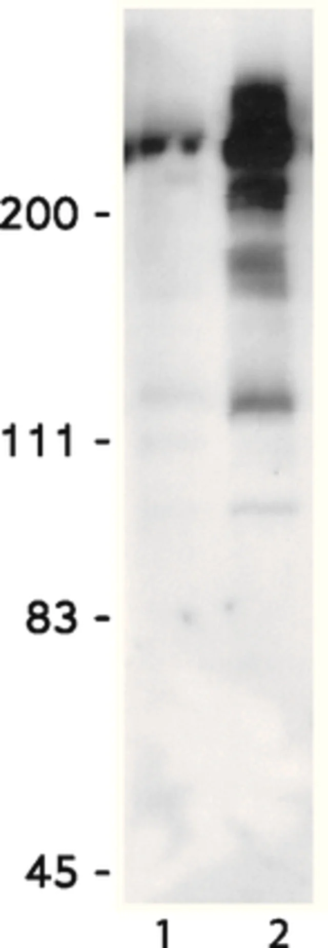 Western blot - Anti-Mitotic proteins antibody [MPM-2] (AB14581)