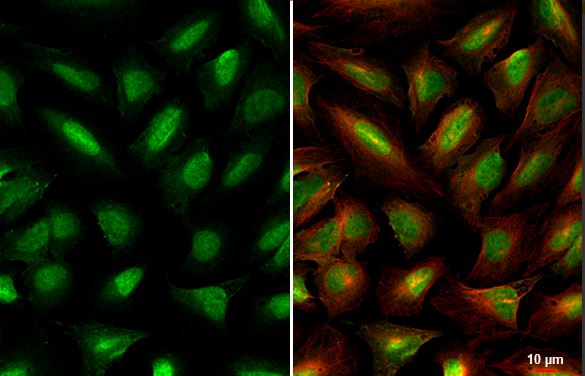 Immunocytochemistry/ Immunofluorescence - Anti-Miz1 antibody [HL1548] (AB308167)