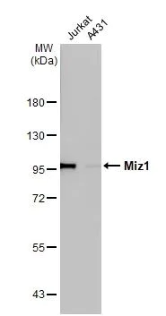 Western blot - Anti-Miz1 antibody [HL1548] (AB308167)