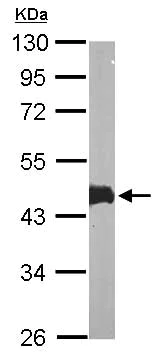 Western blot - Anti-MK-3 antibody (AB155178)