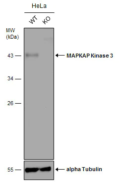 Western blot - Anti-MK-3 antibody (AB155178)