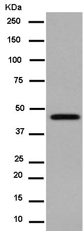 Western blot - Anti-MK-3 antibody [EPR13969] (AB183040), expandable thumbnail