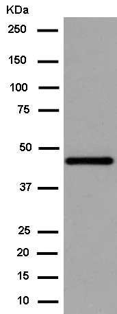 Western blot - Anti-MK-3 antibody [EPR13969] (AB183040)