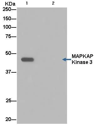 Immunoprecipitation - Anti-MK-3 antibody [EPR13969] - BSA and Azide free (AB250651)