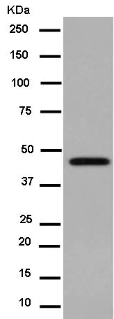 Western blot - Anti-MK-3 antibody [EPR13969] - BSA and Azide free (AB250651)