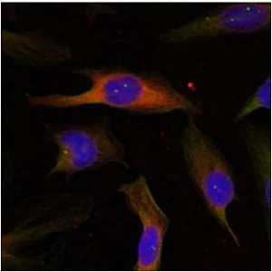 Immunocytochemistry/ Immunofluorescence - Anti-MK2 antibody (AB131531)