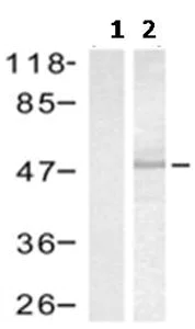 Western blot - Anti-MK2 antibody (AB131531)