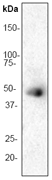 Western blot - Anti-MK2 antibody [E341] (AB32567), expandable thumbnail