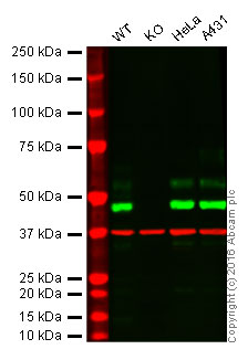 Western blot - Anti-MK2 antibody [E341] (AB32567), expandable thumbnail
