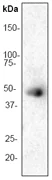 Western blot - Anti-MK2 antibody [E341] - BSA and Azide free (AB247272)
