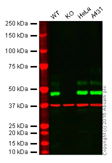 Western blot - Anti-MK2 antibody [E341] - BSA and Azide free (AB247272)