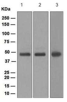 Western blot - Anti-MK2 antibody [EPR5357] (AB133279)