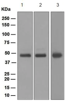 Western blot - Anti-MK2 antibody [EPR5357] - BSA and Azide free (AB248443)