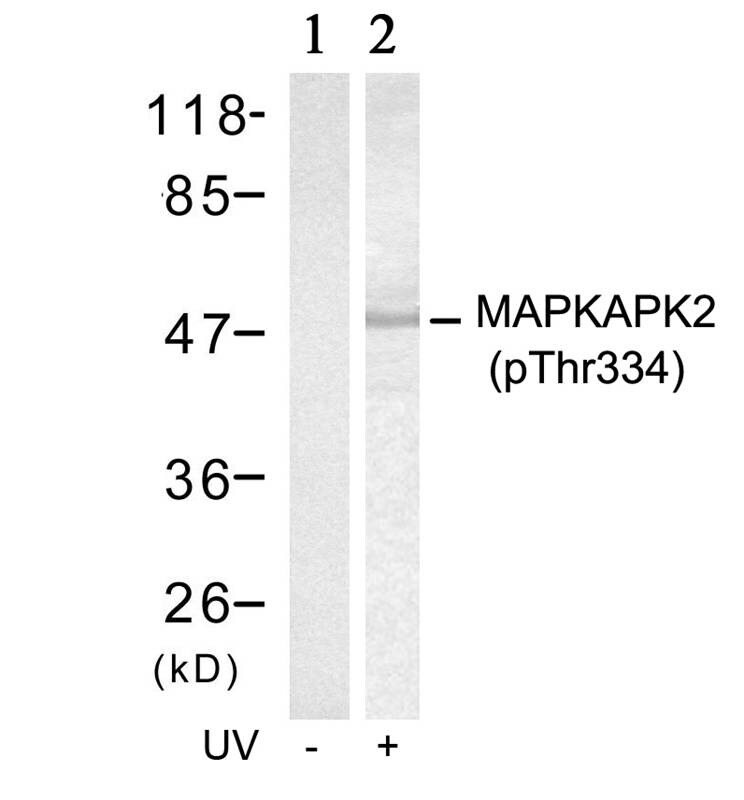 Western blot - Anti-MK2 (phospho T334) antibody (AB131504), expandable thumbnail