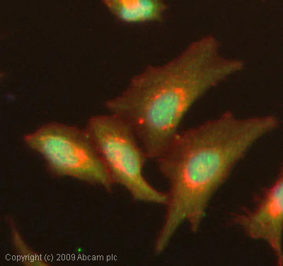 Immunocytochemistry/ Immunofluorescence - Anti-MK2 (phospho T334) antibody (AB63378)