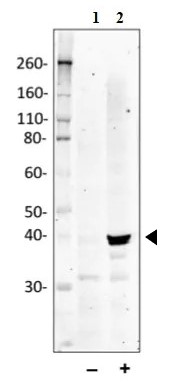 Western blot - Anti-MK2 (phospho T334) antibody [MAPKAPK2T334-H2] (AB278705), expandable thumbnail