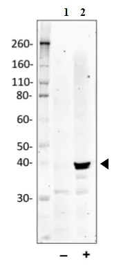 Western blot - Anti-MK2 (phospho T334) antibody [MAPKAPK2T334-H2] (AB278705)