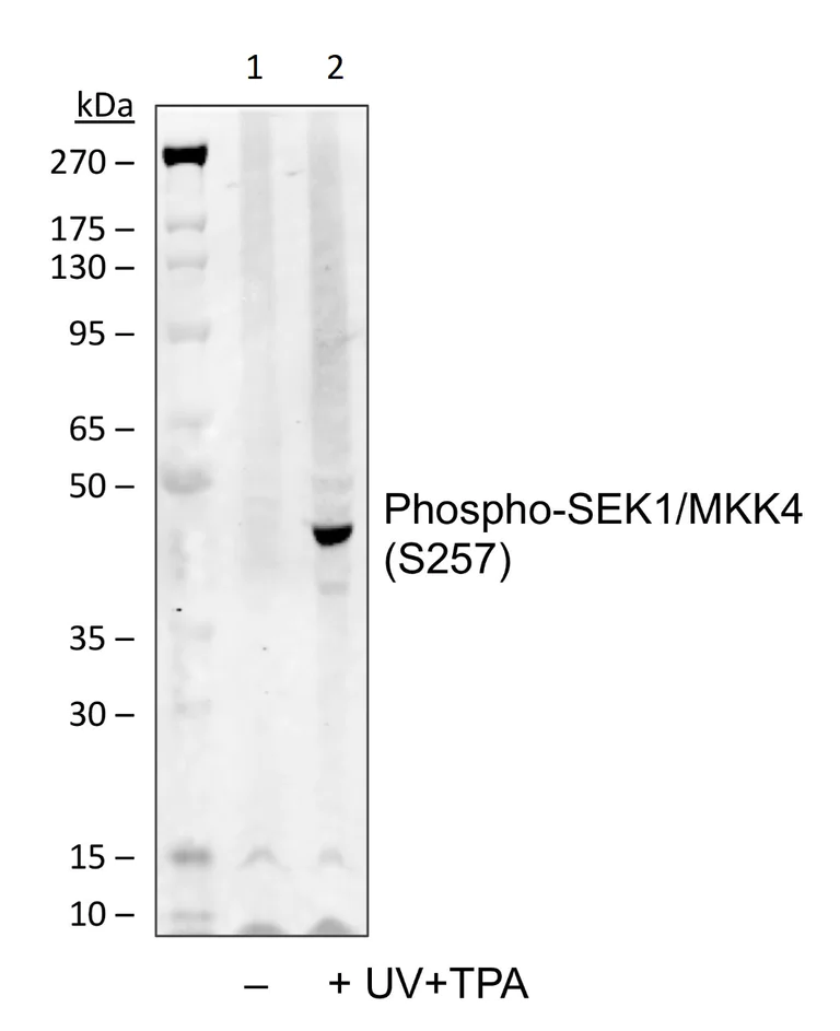 Western blot - Anti-MKK4 (phospho S257) antibody [SEK1MKK4S257-C5] (AB278619)