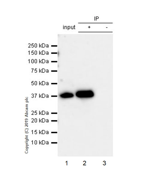 Immunoprecipitation - Anti-MKK6 antibody [EP557Y] (AB33866)