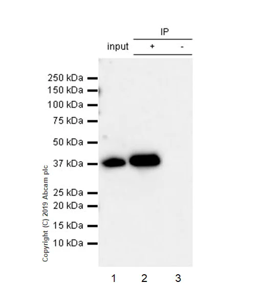 Immunoprecipitation - Anti-MKK6 antibody [EP557Y] (AB33866)