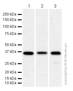 Western blot - Anti-MKK6 antibody [EP557Y] (AB33866)