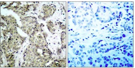 Immunohistochemistry (Formalin/PFA-fixed paraffin-embedded sections) - Anti-MKK6 (phospho S207) antibody (AB131257)