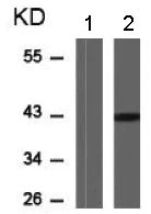 Western blot - Anti-MKK6 (phospho S207) antibody (AB131257)
