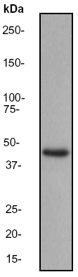 Western blot - Anti-MKK7 antibody [EP1455Y] (AB52618), expandable thumbnail