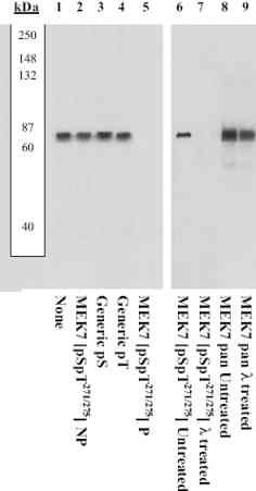 Western blot - Anti-MKK7 (phospho S271 + T275) antibody (AB4762), expandable thumbnail