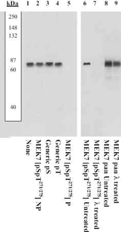 Western blot - Anti-MKK7 (phospho S271 + T275) antibody (AB4762)