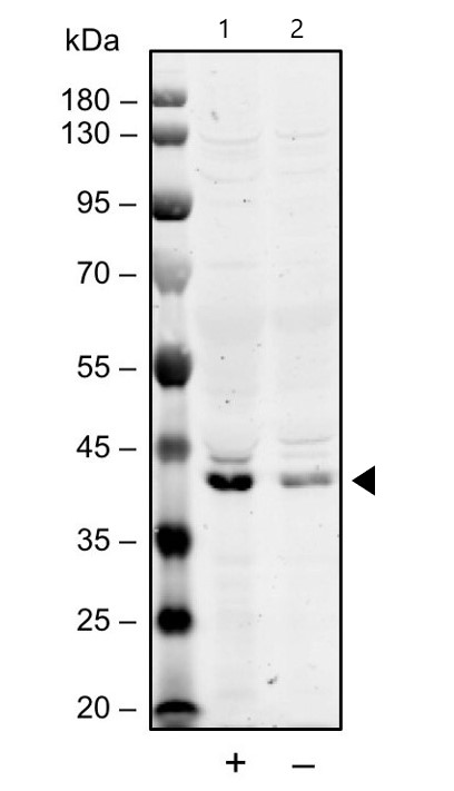 Western blot - Anti-MKK7 (phospho S271 + T275) antibody [MKK7S271T275-R4F9] (AB278704)