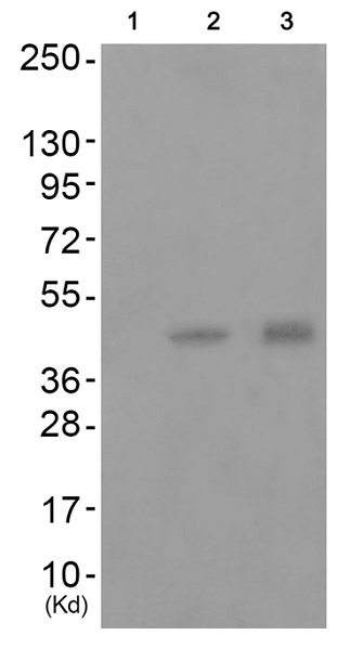 Western blot - Anti-MKK7 (phospho T275) antibody (AB192592)