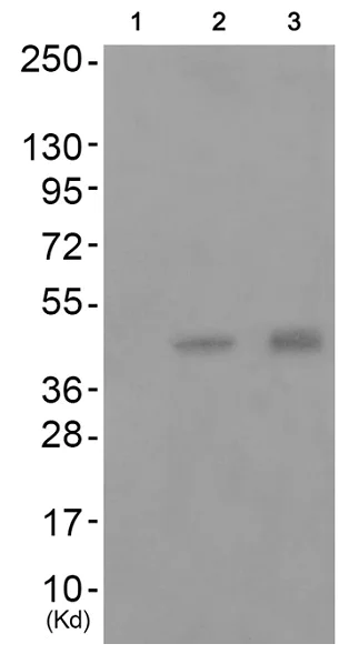 Western blot - Anti-MKK7 (phospho T275) antibody (AB192592)