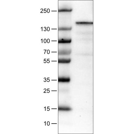 Western blot - Anti-Mkl2 antibody [CL1546] (AB242312), expandable thumbnail