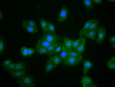 Immunocytochemistry/ Immunofluorescence - Anti-Mkln1 antibody (AB236986)