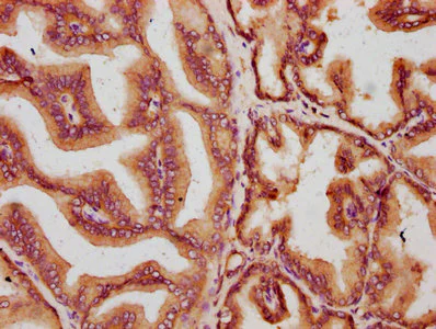 Immunohistochemistry (Formalin/PFA-fixed paraffin-embedded sections) - Anti-Mkln1 antibody (AB236986)