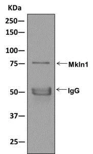 Immunoprecipitation - Anti-Mkln1 antibody [EPR13519] - BSA and Azide free (AB250033)