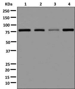 Western blot - Anti-Mkln1 antibody [EPR13519] - BSA and Azide free (AB250033)