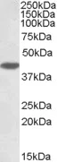 Western blot - Anti-MKP-1 antibody (AB1351)