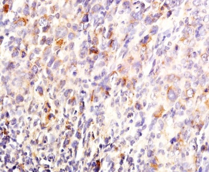 Immunohistochemistry (Formalin/PFA-fixed paraffin-embedded sections) - Anti-MKP-1 antibody (AB217347)