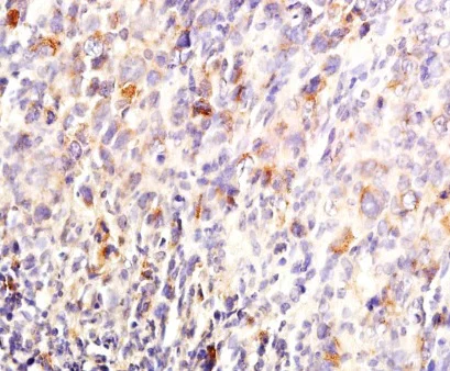 Immunohistochemistry (Formalin/PFA-fixed paraffin-embedded sections) - Anti-MKP-1 antibody (AB217347)