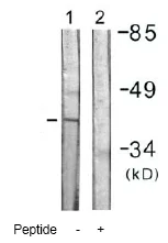 Western blot - Anti-MKP-1 antibody (AB61201)