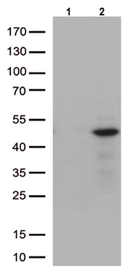 Western blot - Anti-MKP-1 antibody [OTI4F10] (AB236501)