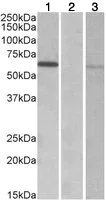 Western blot - Anti-MKRN1 antibody (AB123804)