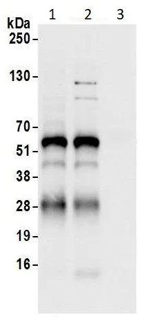 Immunoprecipitation - Anti-MKRN1 antibody (AB72054)